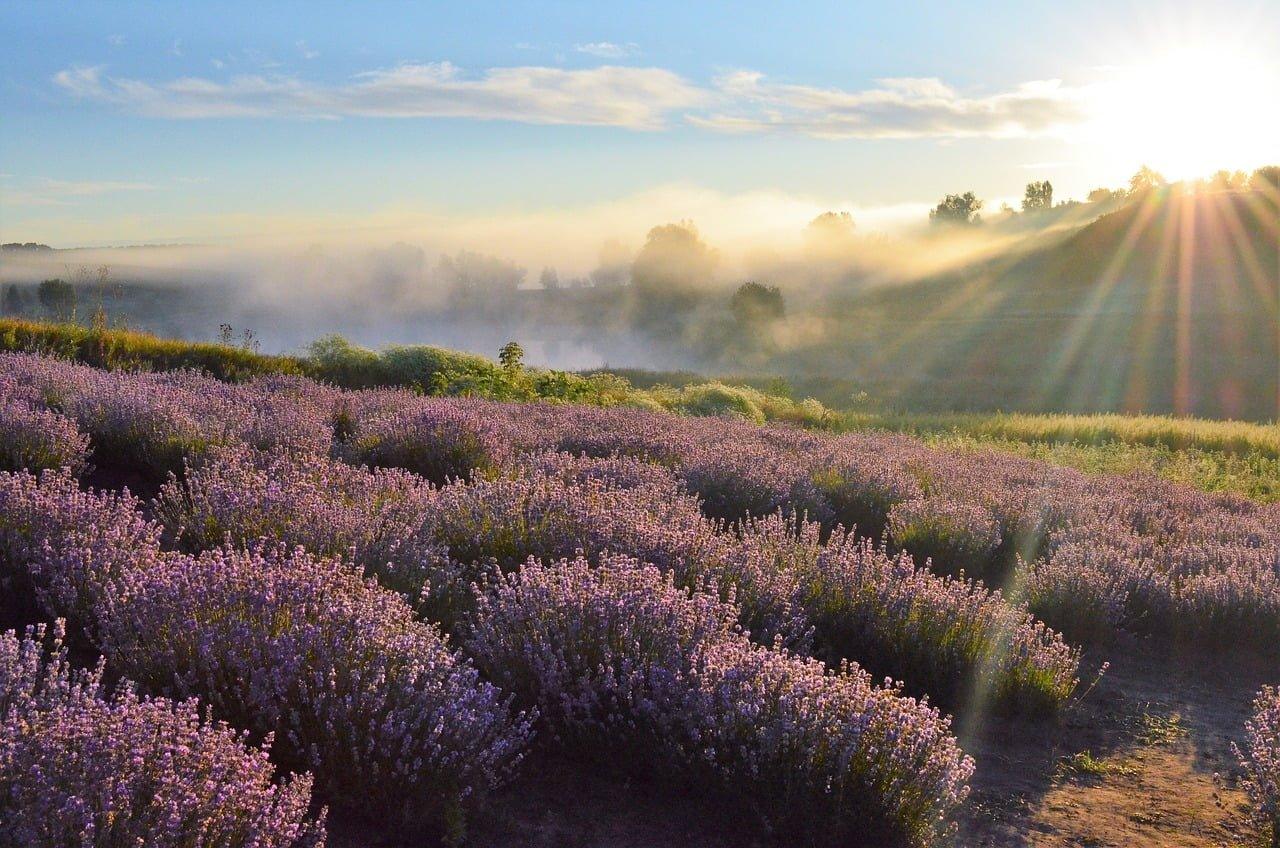 huile essentielle doterra deuil
